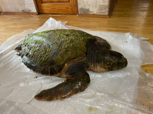 В Анапе спасают выброшенную на берег средиземноморскую черепаху весом в центнер