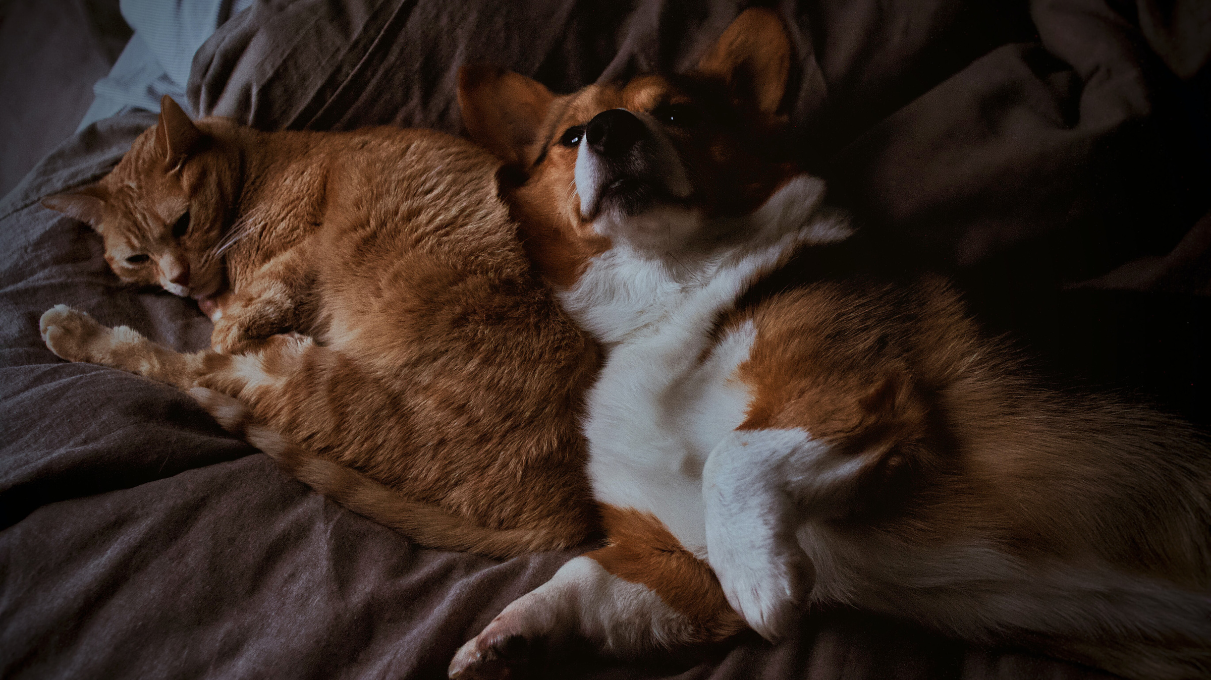 Хозяева собак занимаются сексом чаще, а вот кошатники любят флиртовать. Фото © Unsplash