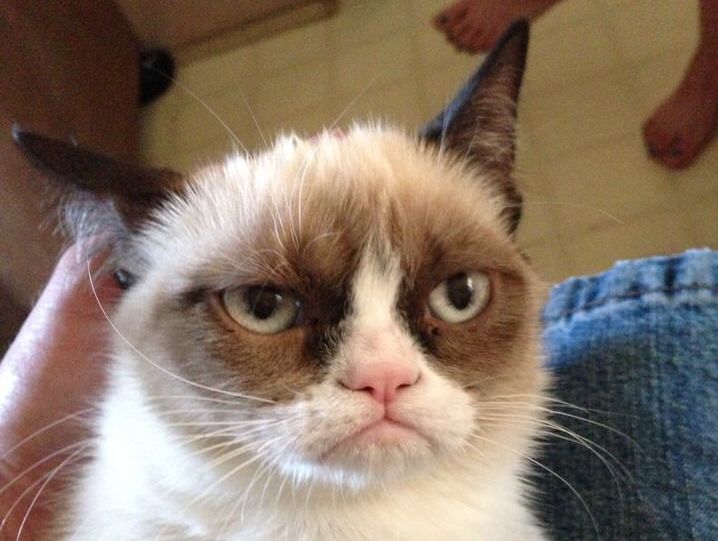 Grumpy Cat. 