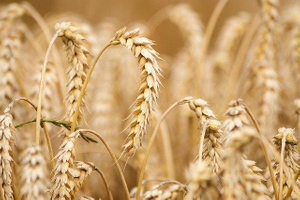 Мишустин: РФ полностью обеспечивает себя зерном, мясом и другими основными продуктами
