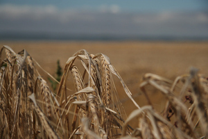 Глава ФАО ООН Дунъю предсказал падение аграрного производства из-за Украины