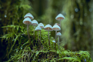 Учёные обнаружили у грибов способность общаться друг с другом