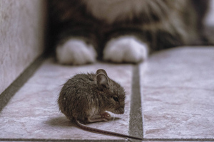 Эпидемиолог Савицкая рассказала, как не подцепить мышиную лихорадку на даче