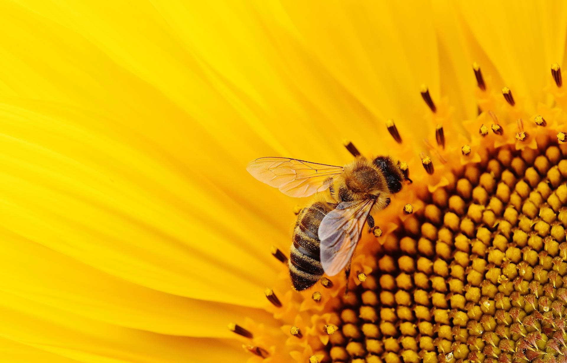 Австралийские учёные научили пчёл различать чётные и нечётные числа