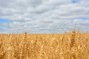 Байден ищет способ вывезти с Украины 20 миллионов тонн зерна