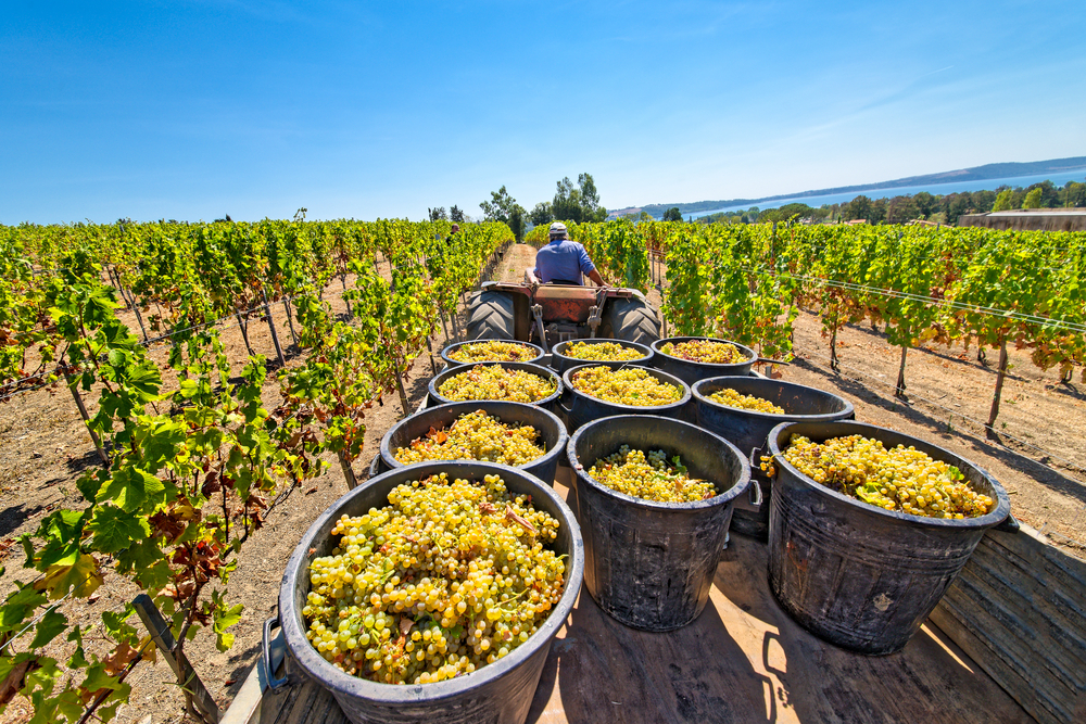 Сбор винограда во Франции. Фото © Shutterstock
