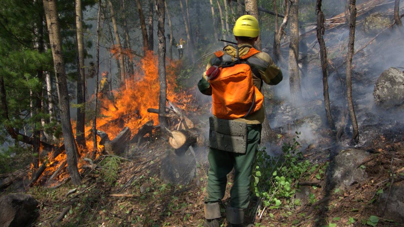 Площадь лесных пожаров в России увеличилась за сутки на 4,5 тысячи гектаров