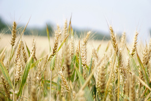 Боррель от имени ЕС пообещал помочь Украине опустошить её хранилища зерна
