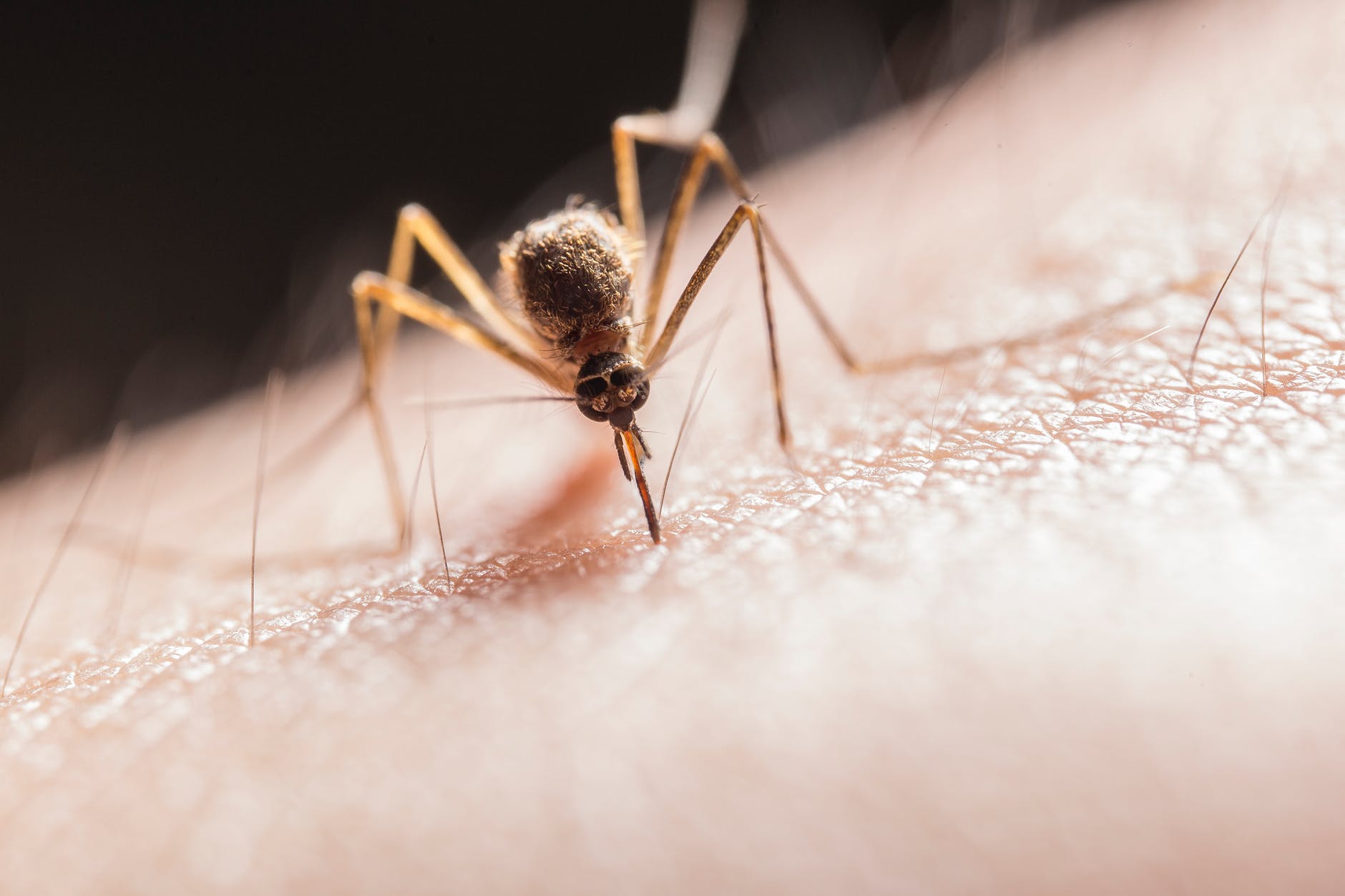 Энтомолог Хряпин рассказал, каких запахов боятся комары