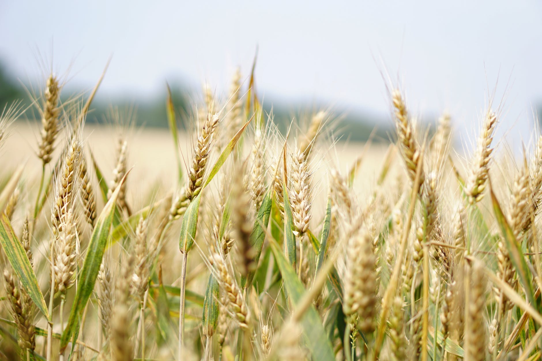 В Китае раскрыли причины распространения G7 баек о "пшеничной войне"