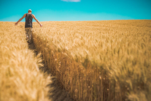 CNN: США и Европа прорабатывают маршруты поставок пшеницы с Украины на мировые рынки