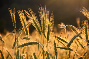 Замглавы МИД: Россия обсуждает вопросы поставок удобрений и вывоза украинского зерна