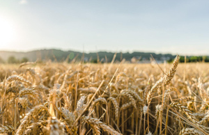 РИА "Новости": Украина вывозит пшеницу в Европу, несмотря на риск собственного дефицита