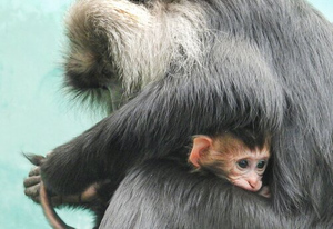 В Перу объявили режим санитарной тревоги из-за оспы обезьян