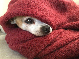 В Петербурге должник по алиментам прятался от приставов под одеялом, притворившись собакой