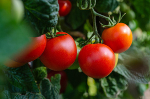 Диетолог Соломатина рассказала о "тёмной" стороне помидоров