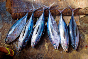 Диетолог Калинчев рассказал, чем может обернуться употребление тунца