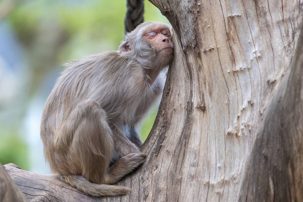 В Нидерландах подтверждён первый случай заражения человека оспой обезьян