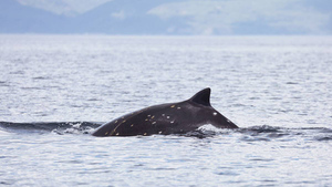 "Сенсационное открытие": На Курилах обнаружили новый вид китов