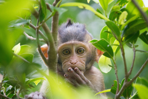 ВОЗ созывает срочную встречу экспертов из-за вспышки оспы обезьян