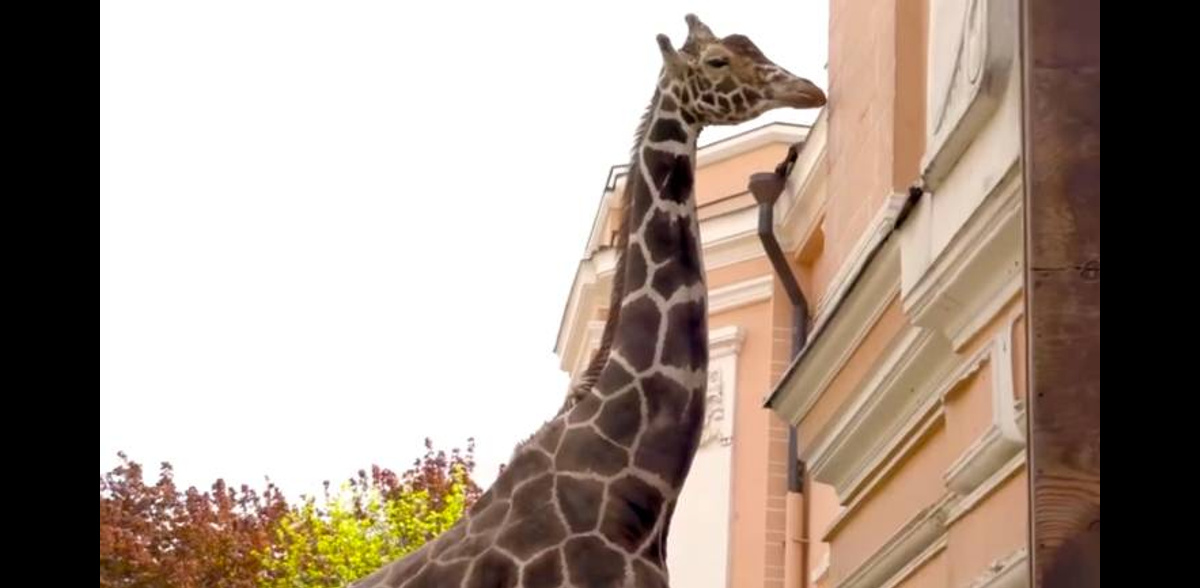 Жираф в зоопарке сколько лет. Жираф в Московском зоопарке 2022. Московский зоопарк 2022.
