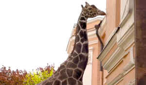 Старейшего жирафа Московского зоопарка Самсона посадили на строжайшую диету 