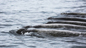 Малый плавун. Фото © Kurilskiy