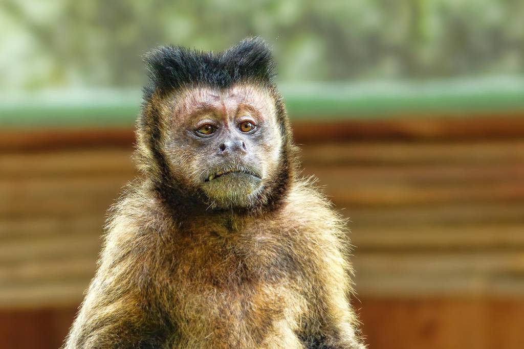 Вирусолог Альтштейн заверил, что пандемии оспы обезьян не будет