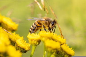 Немецкие биологи предупредили о глобальном вымирании пчёл из-за нового вируса