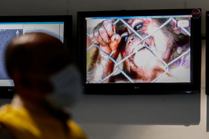 ВОЗ сообщила о 80 подтверждённых случаях заражения оспой обезьян в 11 странах