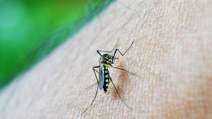 Биолог Марьинский рассказал, когда ждать массового нашествия комаров