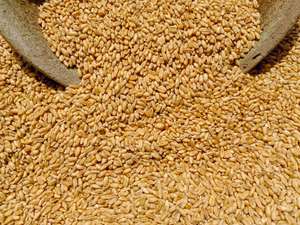 Песков: Россия не мешает Украине вывозить зерно
