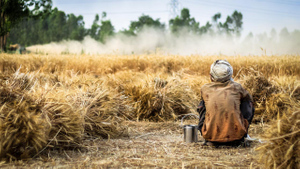 Минобороны РФ: Запад стремится побыстрее вывезти зерно из Украины