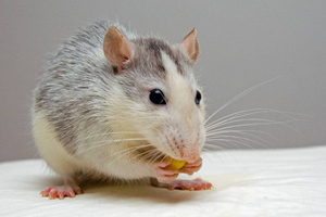 Канадские биологи объяснили, почему мыши боятся бананов
