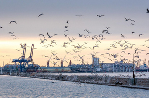 В МИД РФ опровергли американский фейк о краже россиянами зерна из украинских портов