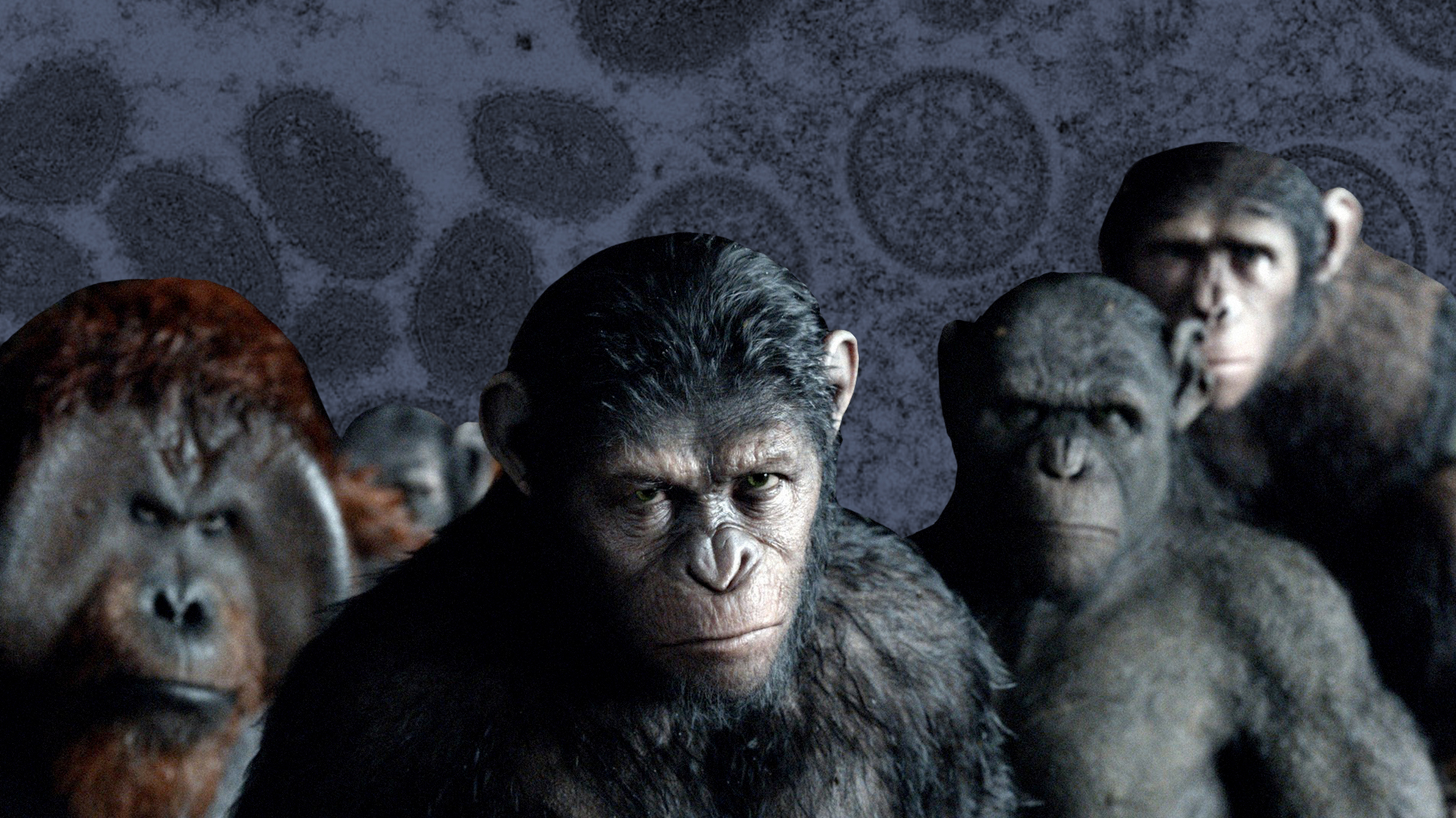 Планета обезьян: Какие болезни приматов реально могут угрожать человечеству