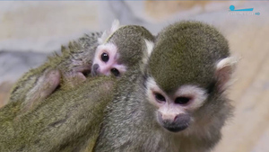 У обезьянок саймири из Ленинградского зоопарка родилось два малыша
