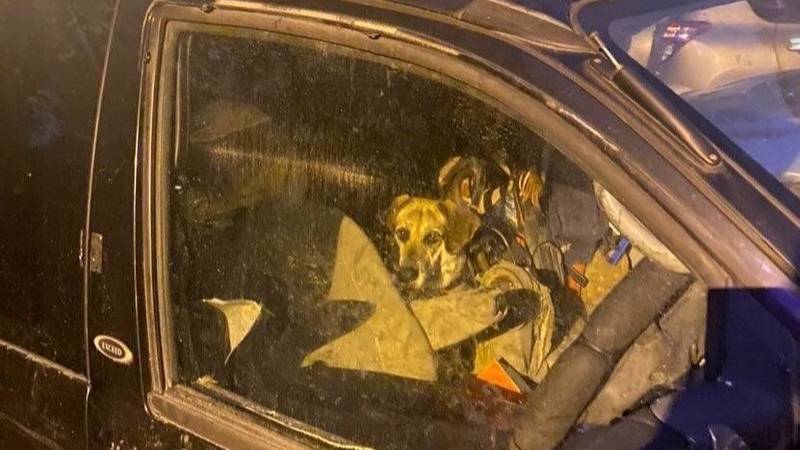 "Автомобильная тюрьма" для собаки. Фото © Sakh.online