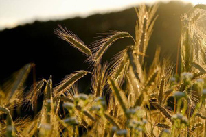 Глава Минсельхоза РФ спрогнозировал рекордный урожай зерновых в 2022 году