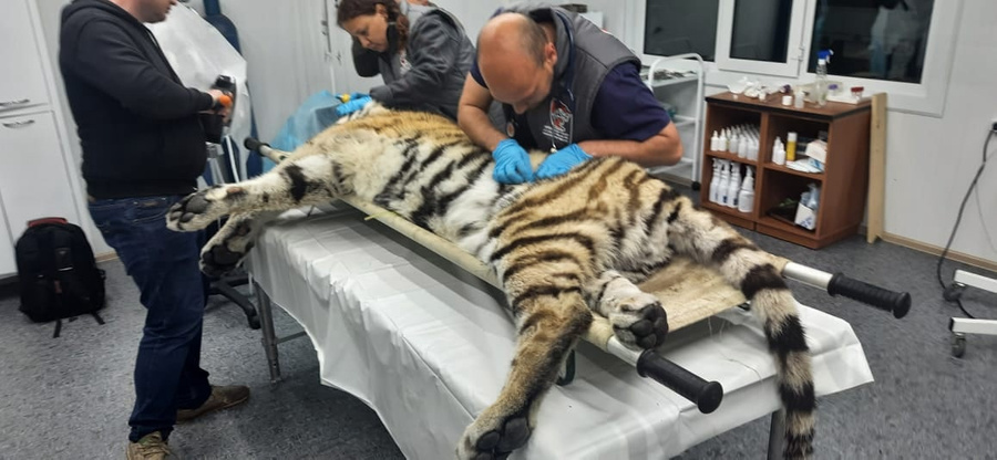 Ветеринары работают с тигром. Фото © Центр реабилитации диких животных "Тигр"