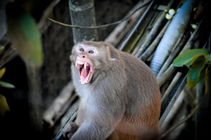 В Ирландии зафиксирован первый заражённый оспой обезьян