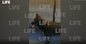 У зоозащитницы забрали трёх собак и увезли в неизвестном направлении в аэропорту Якутска