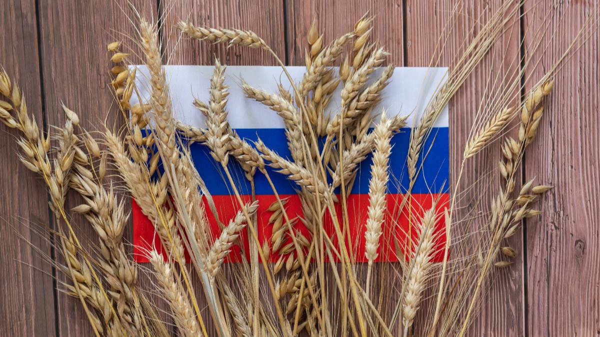 Хлебом едины: Почему Запад готов на всё, чтобы получить зерно из России
