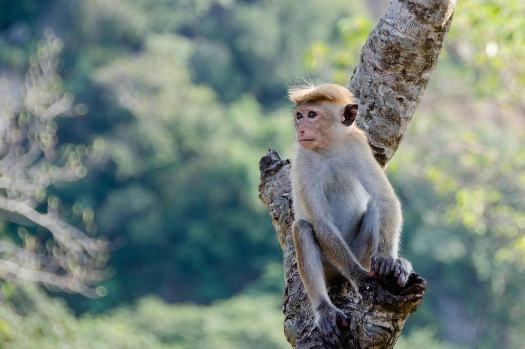 В ВОЗ допустили, что распространение оспы обезьян будет невозможно сдержать
