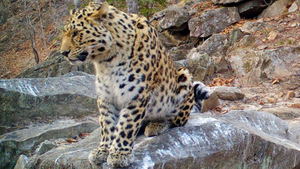 На Дальнем Востоке природный "трон" занял безымянный леопард