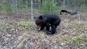 "Мишка, не бойся!": На Урале водитель спас оставшегося без мамы медвежонка