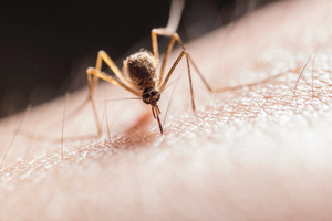 Нейробиологи выяснили, по какому запаху комары находят жертву