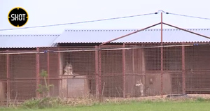 Кинолог из Рязани под угрозой обстрелов спасает оставшихся без хозяев собак из Мариуполя