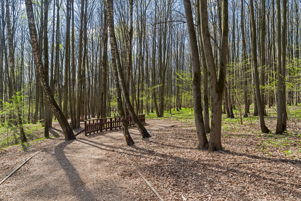 Битцевский лес. Фото © Shutterstock