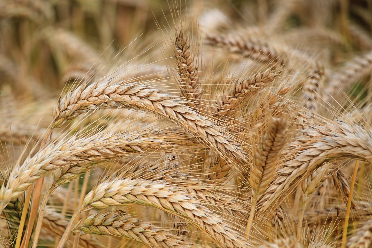 Раскрыта схема покупки Северной Америкой запорожского зерна через третьи страны